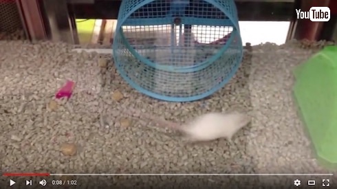 回し車の使い道を履き違えてるネズミ