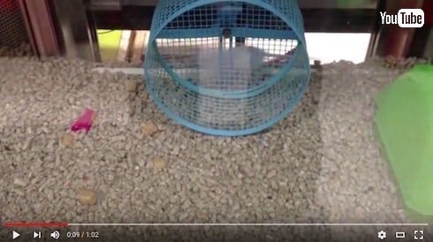 回し車の使い道を履き違えてるネズミ