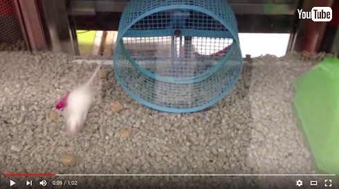 回し車の使い道を履き違えてるネズミ