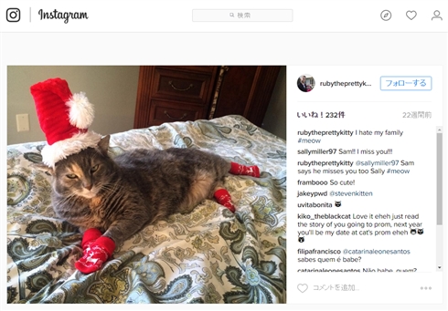 弟氏、猫と共にプロムに参加