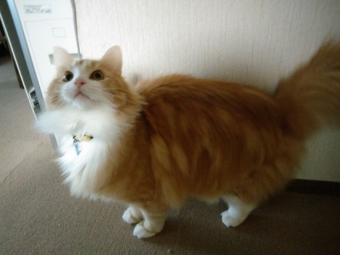 ねとらぼ生物部編集長