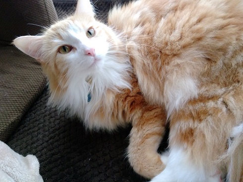 ねとらぼ生物部編集長