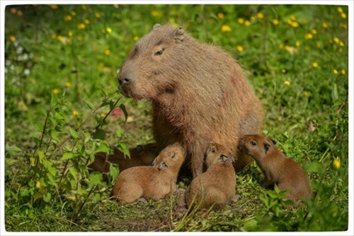 チェスター動物園カピバラの赤ちゃん