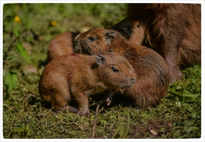 チェスター動物園カピバラの赤ちゃん
