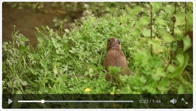 チェスター動物園カピバラの赤ちゃん