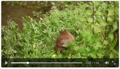 チェスター動物園カピバラの赤ちゃん