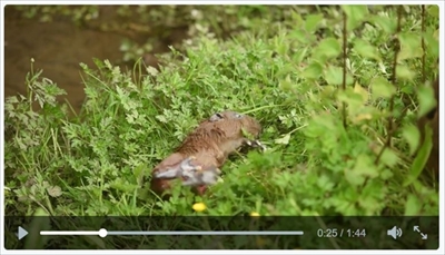 チェスター動物園カピバラの赤ちゃん