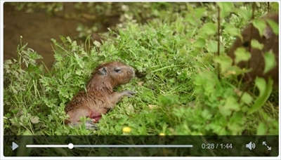 チェスター動物園カピバラの赤ちゃん