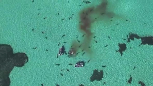 クジラを食べるサメ