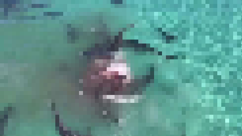 クジラを食べるサメ