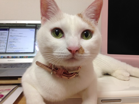 ねとらぼ生物部編集長