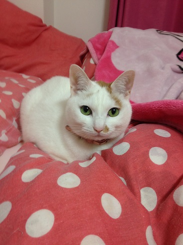 ねとらぼ生物部編集長