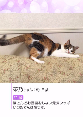 にゃんだふるセクシーグラビにゃ