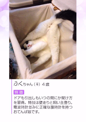 にゃんだふるセクシーグラビにゃ