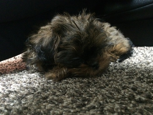 ねとらぼ生物部編集長