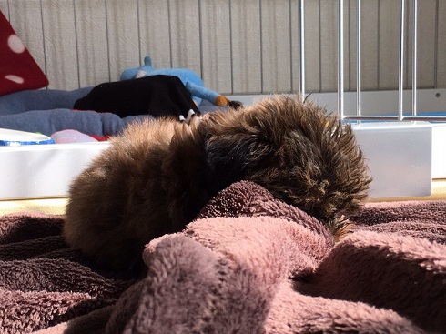 ねとらぼ生物部編集長