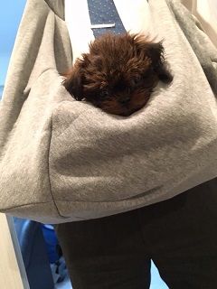 ねとらぼ生物部編集長