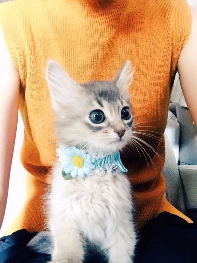 ダレノガレ明美猫ジジちゃん