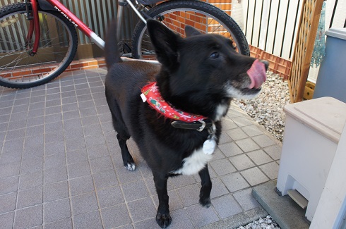 ねとらぼ生物部編集長