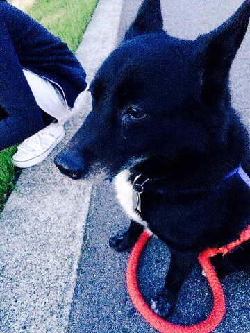 ねとらぼ生物部編集長