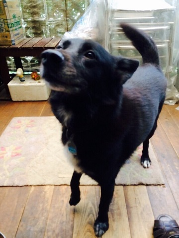 ねとらぼ生物部編集長