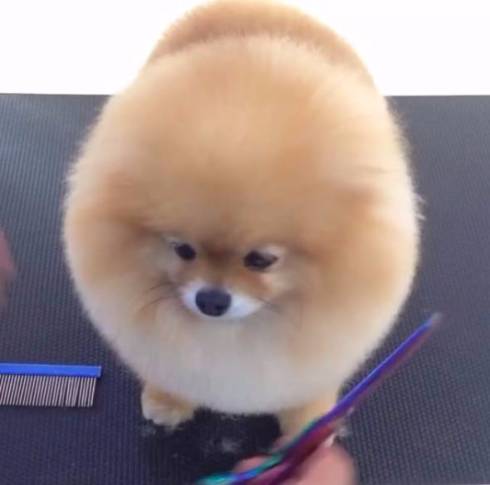 丸いポメ