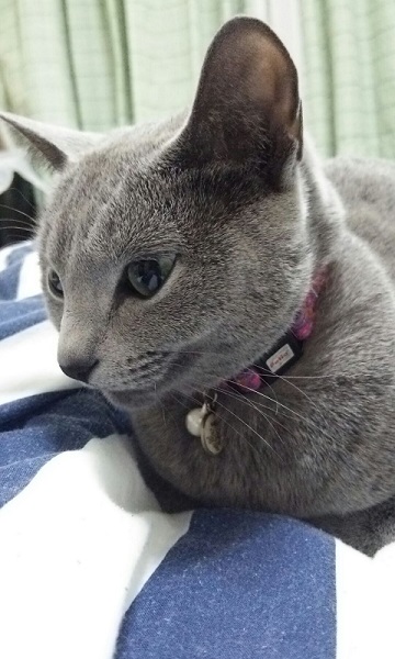 ねとらぼ生物部編集長