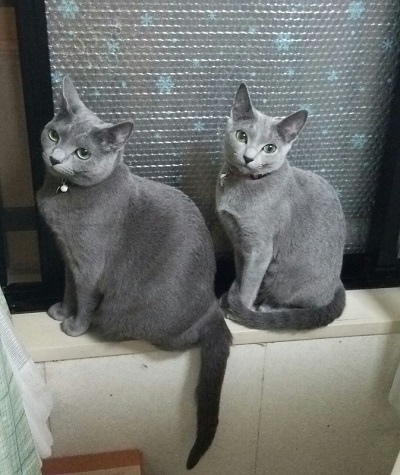 ねとらぼ生物部編集長