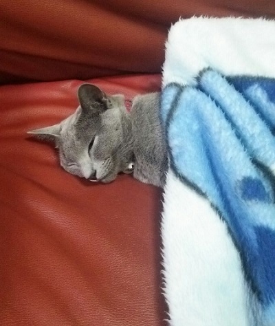 ねとらぼ生物部編集長