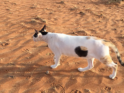 穴あきネコさん