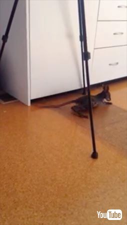 こけちゃった〜