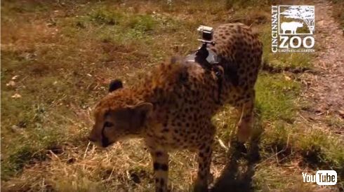 チーターGoPro