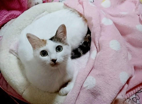 ねとらぼ生物部編集長