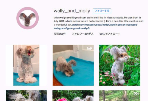 マサチューセッツのフワッフワなウサギ