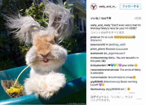 モッフモフのイングリッシュアンゴラWally