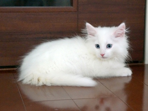 ねとらぼ生物部編集長