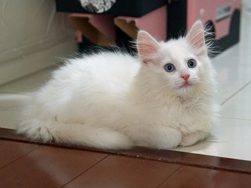 ねとらぼ生物部編集長