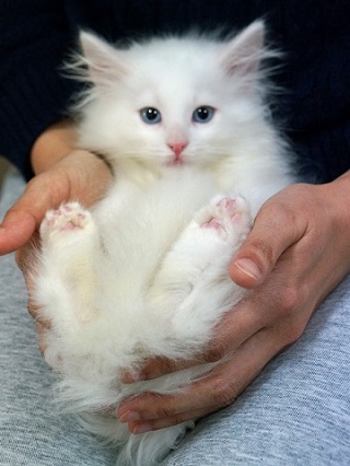 ねとらぼ生物部編集長