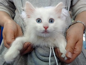 ねとらぼ生物部編集長