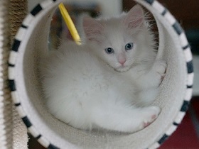 ねとらぼ生物部編集長