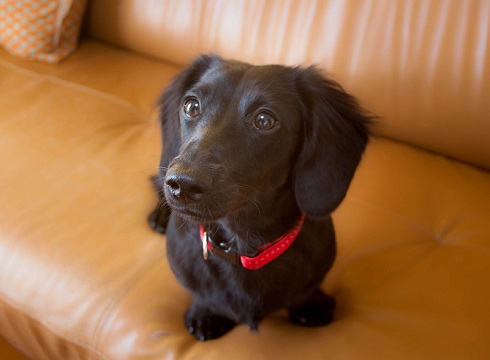 ねとらぼ生物部編集長
