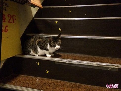 猫居酒屋赤茄子