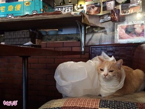 猫居酒屋赤茄子