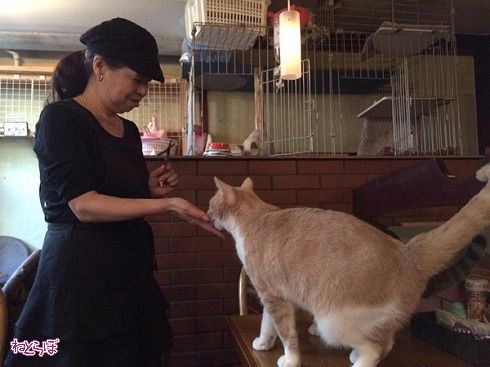猫居酒屋赤茄子