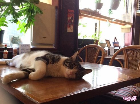 猫居酒屋赤茄子