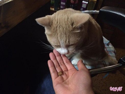 猫居酒屋赤茄子