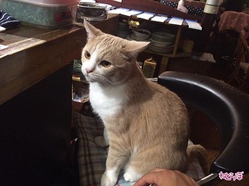 猫居酒屋赤茄子