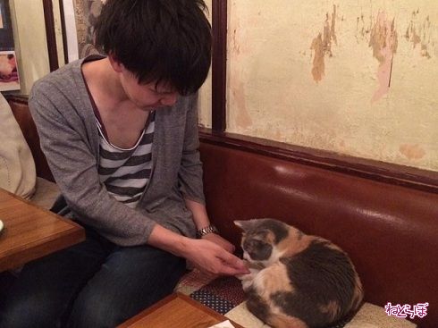 猫居酒屋赤茄子