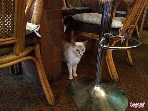 猫居酒屋赤茄子