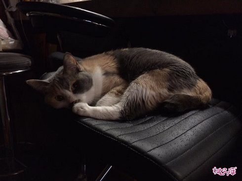 猫居酒屋赤茄子